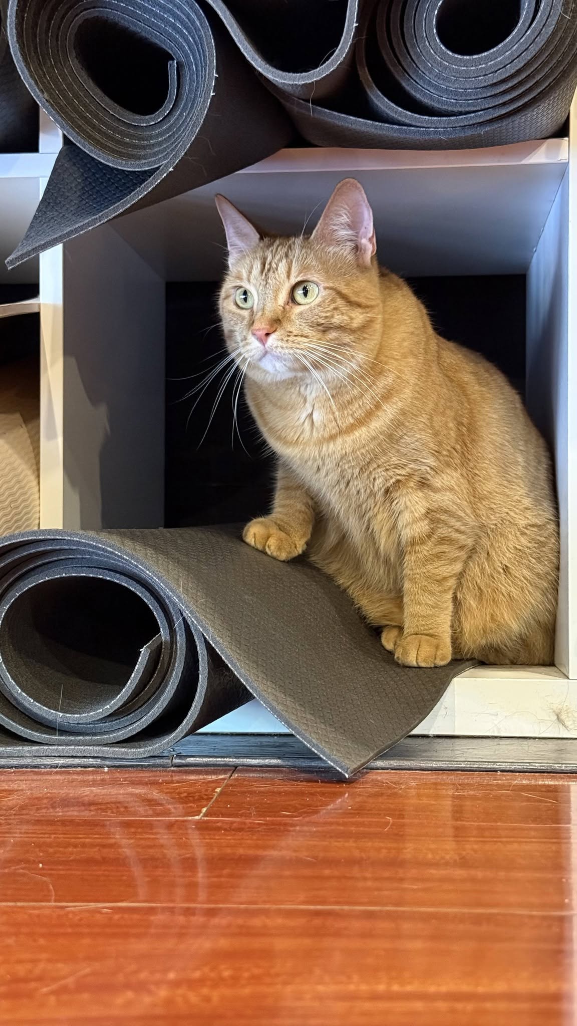 An orange tabby cat sitting on a rolled-out yoga mat tucked in the mat cubbies at Flow Yoga North Loop.
